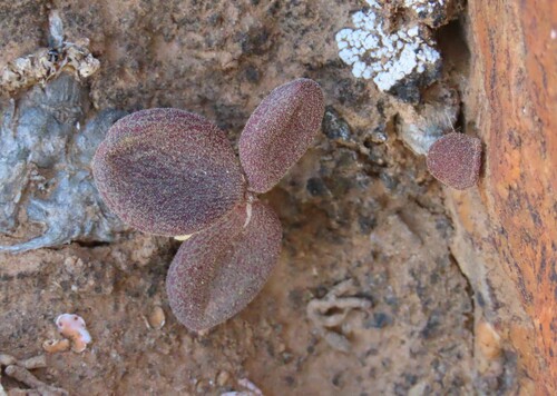 Tylecodon schaeferianus