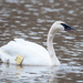 Trumpeter Swan - Photo (c) Stephen John Davies, some rights reserved (CC BY-NC), uploaded by Stephen John Davies