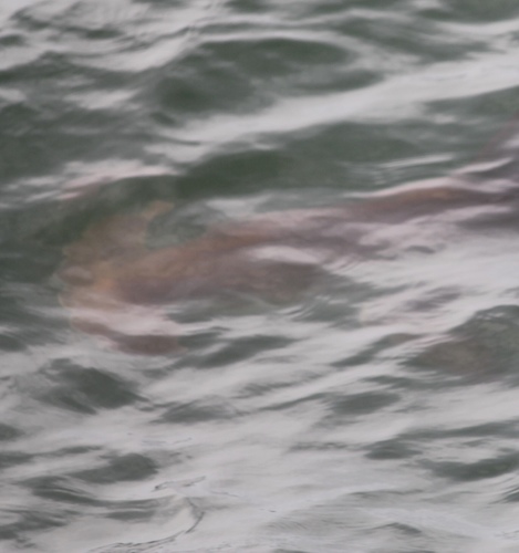 Scalloped Hammerhead photographed in Alabama