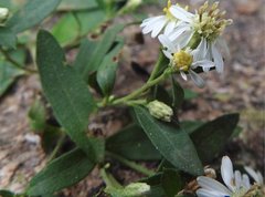 Aster baccharoides