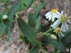 Aster baccharoides