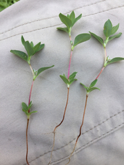 Polygonum minimum