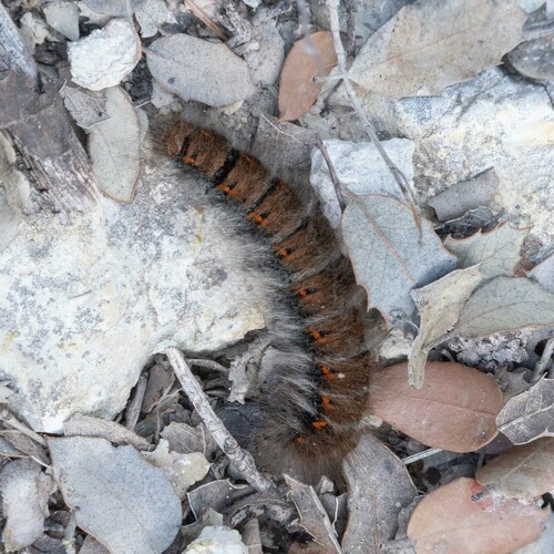 Macrothylacia digramma
