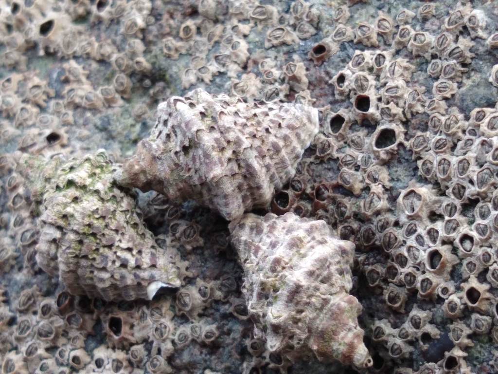Oyster Borer (Intertidal and Coastal Species of the East Coast Bays