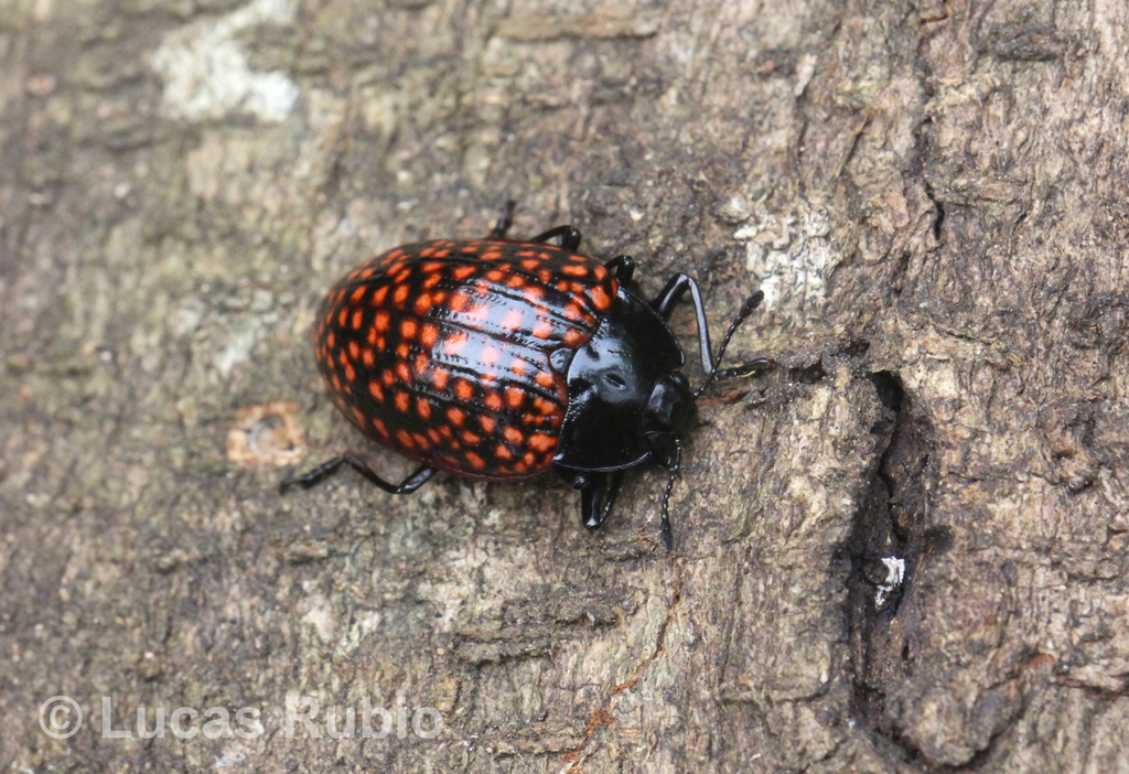 Erotylina jaspidea