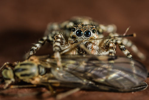 Attulus terebratus, Аксиньино, Московская обл., Россия, 143031, photo 3 of 10