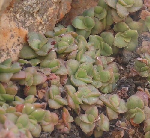 Crassula aurusbergensis