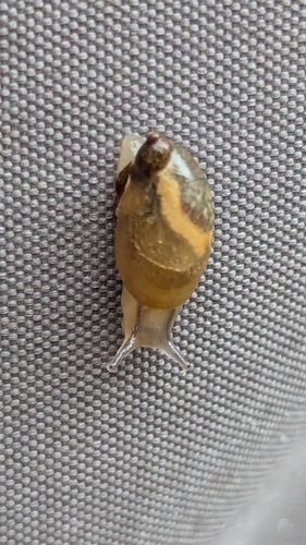 Common European Ambersnail, Noordwijkerhout, Zuid-Holland, Netherlands, photo 7 of 10