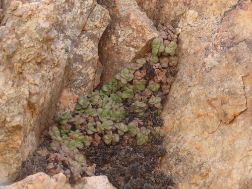 Crassula aurusbergensis