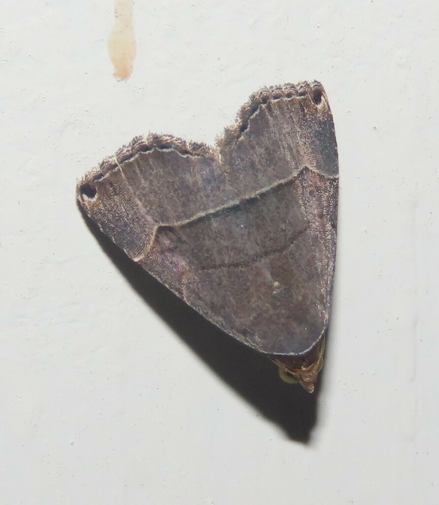 Ommatochila mundula