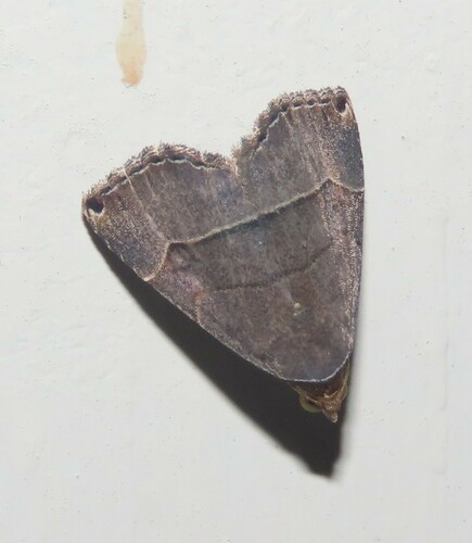 Ommatochila mundula