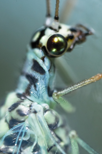 Pearly Green Lacewing