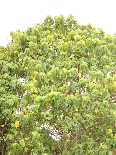 Macaranga harveyana observed 2024-10-02