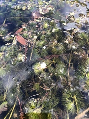 Ranunculus longirostris