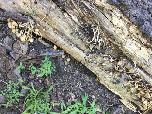 iNaturalist observation photo of Basidiomycete Fungi