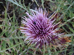 Cynara cardunculus cardunculus