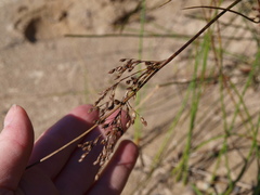 Juncus balticus littoralis