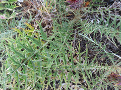 Cynara cardunculus cardunculus