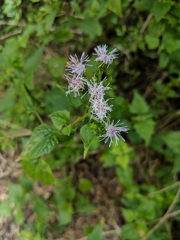 Tamaulipa azurea