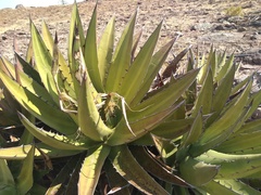 Agave angustiarum