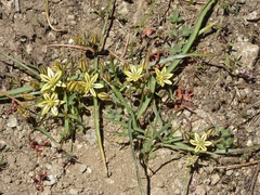 Triteleia ixioides anilina