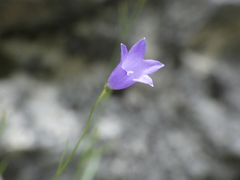 Campanula stenocodon