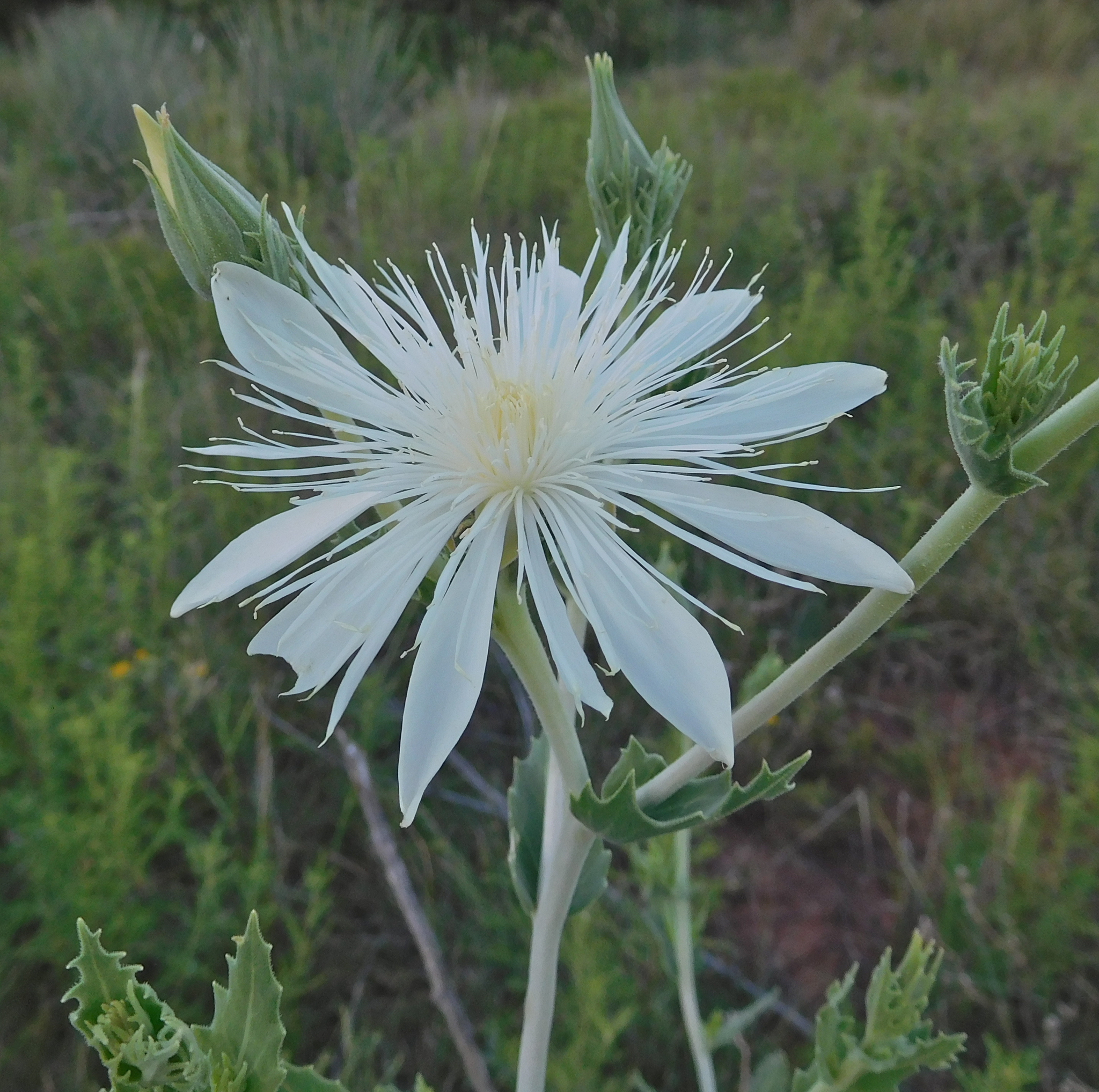 Mentzelia nuda