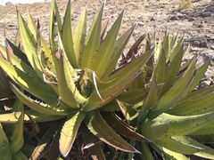 Agave angustiarum
