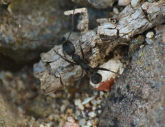 Aphaenogaster senilis