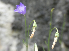 Campanula stenocodon