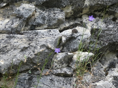 Campanula stenocodon