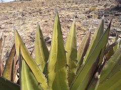 Agave angustiarum