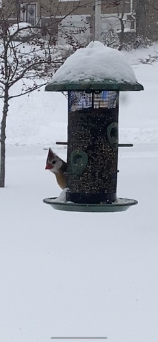 Northern Cardinal photographed in Connecticut