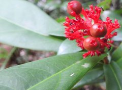 Ixora chinensis
