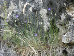 Campanula stenocodon