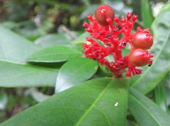 Ixora chinensis