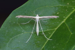 Stenoptilia bipunctidactyla