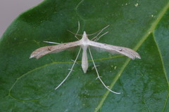 Stenoptilia bipunctidactyla