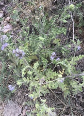 Phacelia rupestris