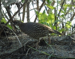 Callipepla douglasii