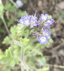 Phacelia rupestris