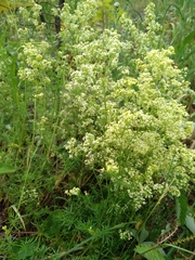 Galium × pomeranicum