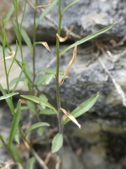 Campanula stenocodon