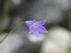 Campanula stenocodon