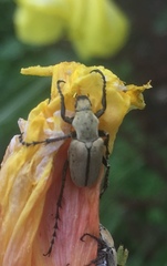 Macrodactylus