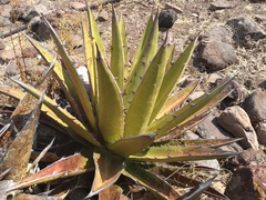 Agave angustiarum
