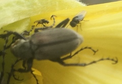 Macrodactylus