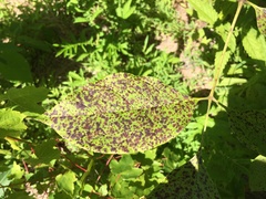 Mycosphaerella effigurata