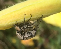 Macrodactylus