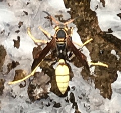 Mischocyttarus navajo